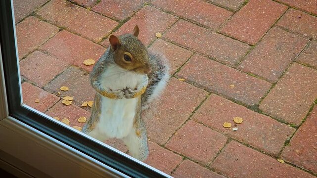 Squirrel peeking into house through glass door. Rodent gazing inside through transparent entrance. Tree-dwelling mammal looking indoors via glass doorway. Small animal observing interior through clear