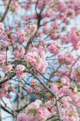 Pink flowers on blooming almond bush. Spring nature concept. Selective focus