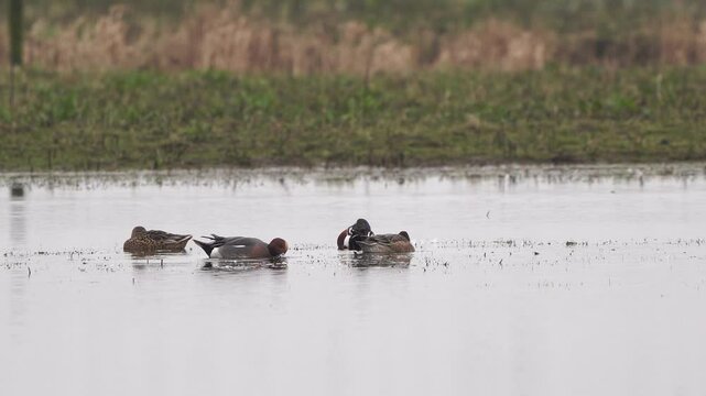 Some Eurasian wigeons or European wigeon (Mareca penelope) foraging in a pond