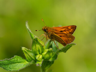 Large Skipper Butterfly Resting on a Plant