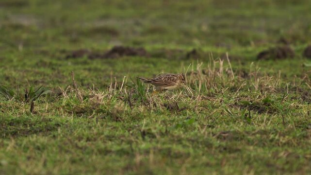 A Eurasian skylark (Alauda arvensis) walking through a meadow in spring