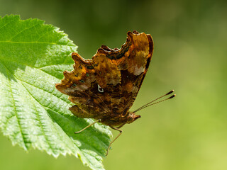Comma Butterfly Resting.