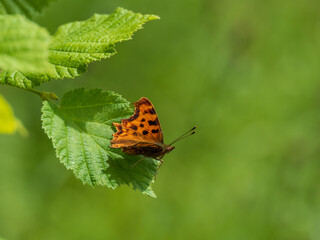 Comma Butterfly Resting. Wings Open.