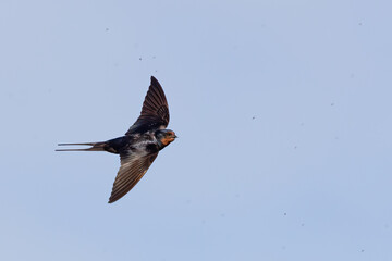 Barn swallow