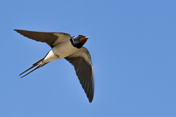 Fototapeta premium Barn swallow