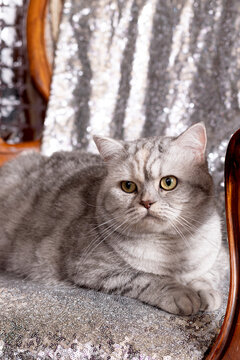 Adult British Shorthair cat sitting on a chair