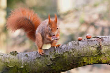 A cute european red squirrel sits on a tree and eats hazelnuts.  Sciurus vulgaris © Monikasurzin