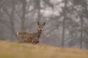 A roe stands on the meadow and looks at the camera. Wildlife scene with a roe deer. Capreolus capreolus. 