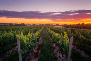 Fototapeta premium A high resolution image of a vineyard with a vivid colorful sunset in the background
