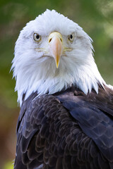 Close up of bird