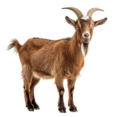 Fototapeta premium Brown Goat Standing, Isolated on Transparent Background, Farm Animal, Livestock, Full Body, Goat, Animal, Agriculture