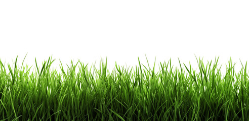 Fototapeta premium Lawn on white. Green grass. A fresh spring green grass on white.