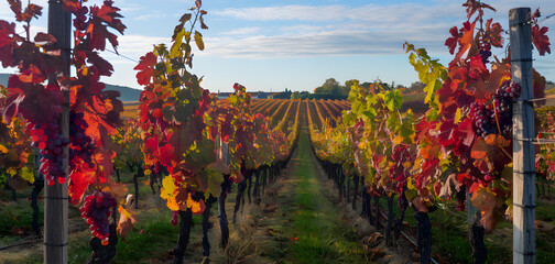 A high-resolution wide image of a vineyard in autumn with blue sky, fall colors on the peak