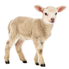 Fototapeta premium Cute Lamb, Standing Pose, Isolated on Transparent Background, Farm Animal, Wool, Sheep, Lamb, Livestock, Agriculture