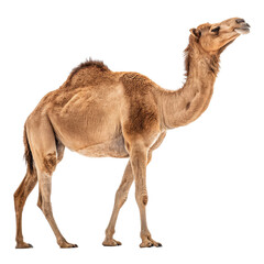 Dromedary Camel Standing, Full Body Profile, Isolated on Transparent Background, Animal Photography, Dromedary, Camel, Arabian