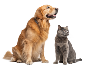 golden retriever dog and a gray cat sitting side isolated on transparent background