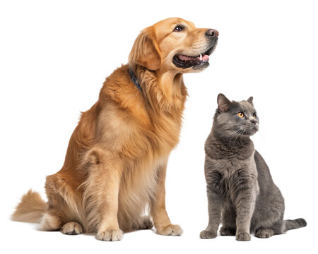 golden retriever dog and a gray cat sitting side isolated on transparent background