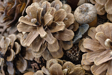 Various natural plant textures - pine cones, acorns, seeds