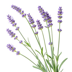 Naklejka premium Lavender Sprigs Bouquet High-Resolution Image, Isolated on Transparent Background, lavender, herb, botanical