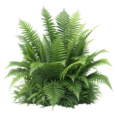 Lush Green Fern Bush, Isolated on Transparent Background, High-Resolution Image, Nature Photography, Fern, Foliage, Plants
