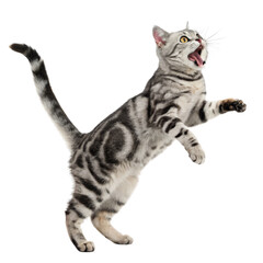 Playful Silver Tabby Cat Jumping, Isolated on Transparent Background, Full Body Shot, Cat, Pet, Animal
