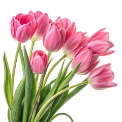 Fototapeta premium Pink Tulip Bouquet Seven Flowers, Isolated on Transparent Background, Spring Bloom, Floral Arrangement, tulips, spring flowers, floral design