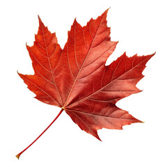 Obraz premium Single Red Maple Leaf, Autumn Foliage, Isolated on Transparent Background, High-Resolution Image, Fall, Nature, Texture