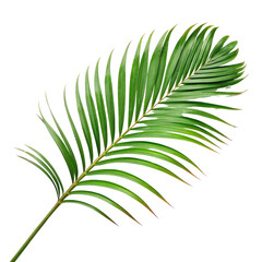 Obraz premium Single Palm Frond, Tropical Leaf, Isolated on Transparent Background, Green, Nature, Palm leaf, foliage, tropical