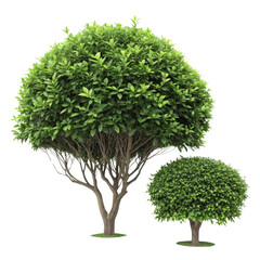 Fototapeta premium Two Green Trees, Lush Foliage, Isolated on Transparent Background, Garden Plants, Clipping Path, Plants, Trees, Nature