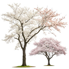 Fototapeta premium Two Cherry Blossom Trees, Spring Bloom, Isolated on Transparent Background, High-Resolution Image, Cherry blossom, Spring, Nature