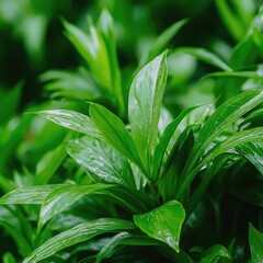Obraz premium Lush green foliage, tropical garden, rain drops, nature background, ideal for wellness or nature websites