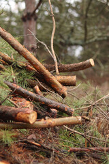 Cutting pine branches, forest. Cut pine branches in a green forest, close-up. Concept of cutting down trees. Trimming branches that interfere with wires. Pile of cut green pine branches