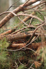 Cutting pine branches, forest. Cut pine branches in a green forest, close-up. Concept of cutting down trees. Trimming branches that interfere with wires. Pile of cut green pine branches