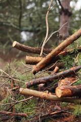 Fototapeta premium Cutting pine branches, forest. Cut pine branches in a green forest, close-up. Concept of cutting down trees. Trimming branches that interfere with wires. Pile of cut green pine branches
