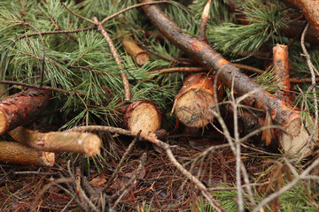 Cutting pine branches, forest. Cut pine branches in a green forest, close-up. Concept of cutting down trees. Trimming branches that interfere with wires. Pile of cut green pine branches