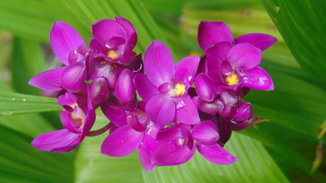 De belles fleurs tropicales violette
