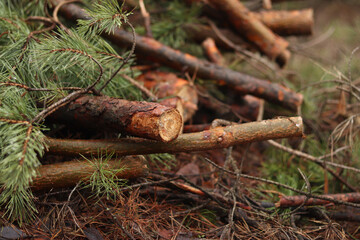 Cutting pine branches, forest. Cut pine branches in a green forest, close-up. Concept of cutting down trees. Trimming branches that interfere with wires. Pile of cut green pine branches