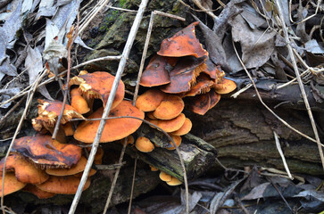 mushrooms in the forest