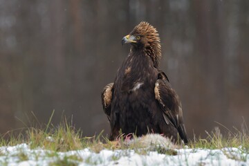 Golden eagle Aquila chrysaetos wildlife prey nature predator beautiful animal beautiful sighting ornithology Europe