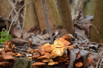 autumn leaves and mushrooms