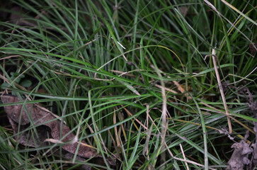 grass
