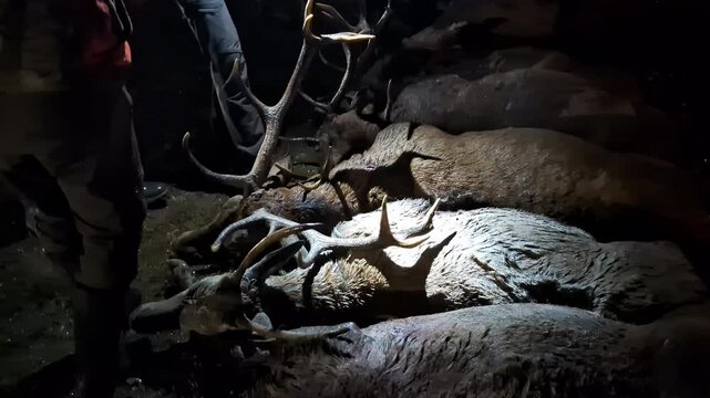 Slow motion shot of farmers with dead hunted deer carcasses with antlers in abattoir factory farming facility slaughterhouse meat venison industry butchery hunting mammals