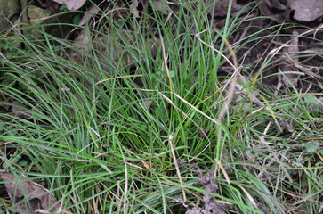 grass
