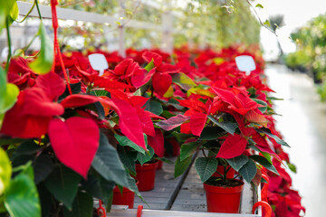 Bright potted flowers in a beautiful flower exposition