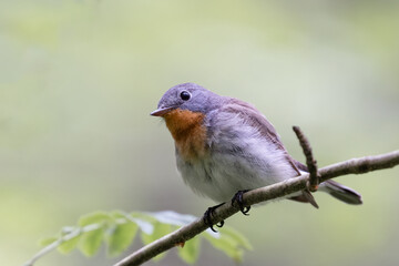Red-breasted Flycatcher 