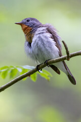 Red-breasted Flycatcher 