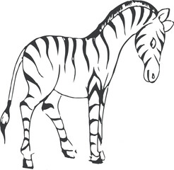 Zebra 