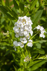 creamy white flowers of rocket eruca vesicaria