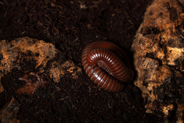Millipede
