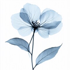 Delicate transparent flower with blue petals and leaves on white background